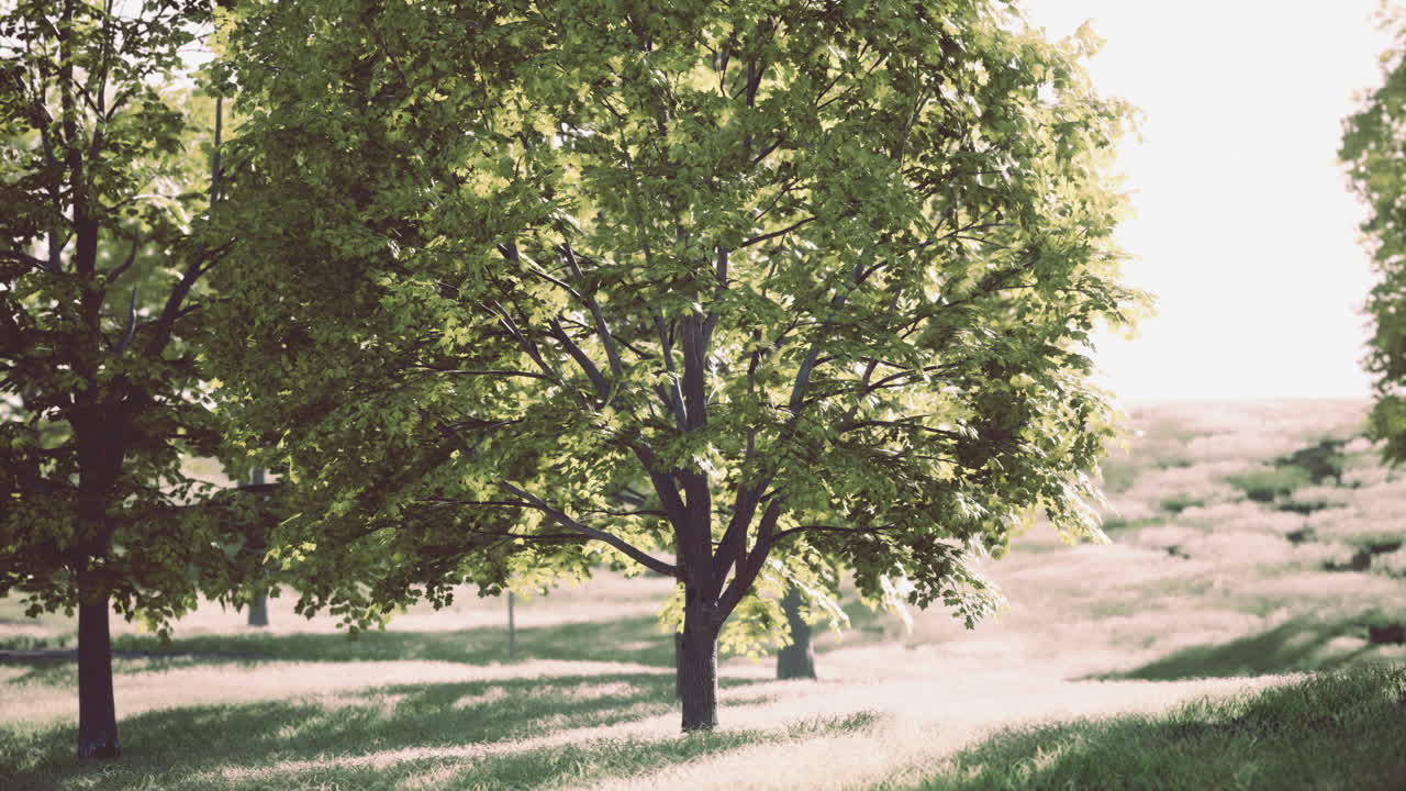 спокойная лесная сцена с пышными зелеными деревьями и солнечным светом