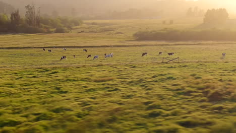 Dairy-Cow-Herd-Grazing-In-The-Open-Pasture-On-A-Misty-Sunrise-In-California,-USA