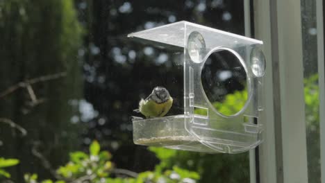 Slow-Motion-Blue-tit-flies-to-bird-feeder,-grabs-seed-then-flies-away