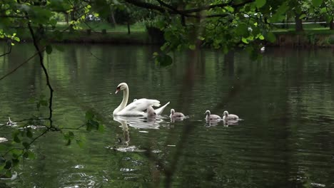 small swans try to climb into the mother's back