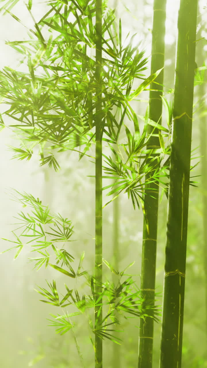 Rigogliosa foresta di bambù illuminata dalla soffusa luce del mattino che crea un'atmosfera serena