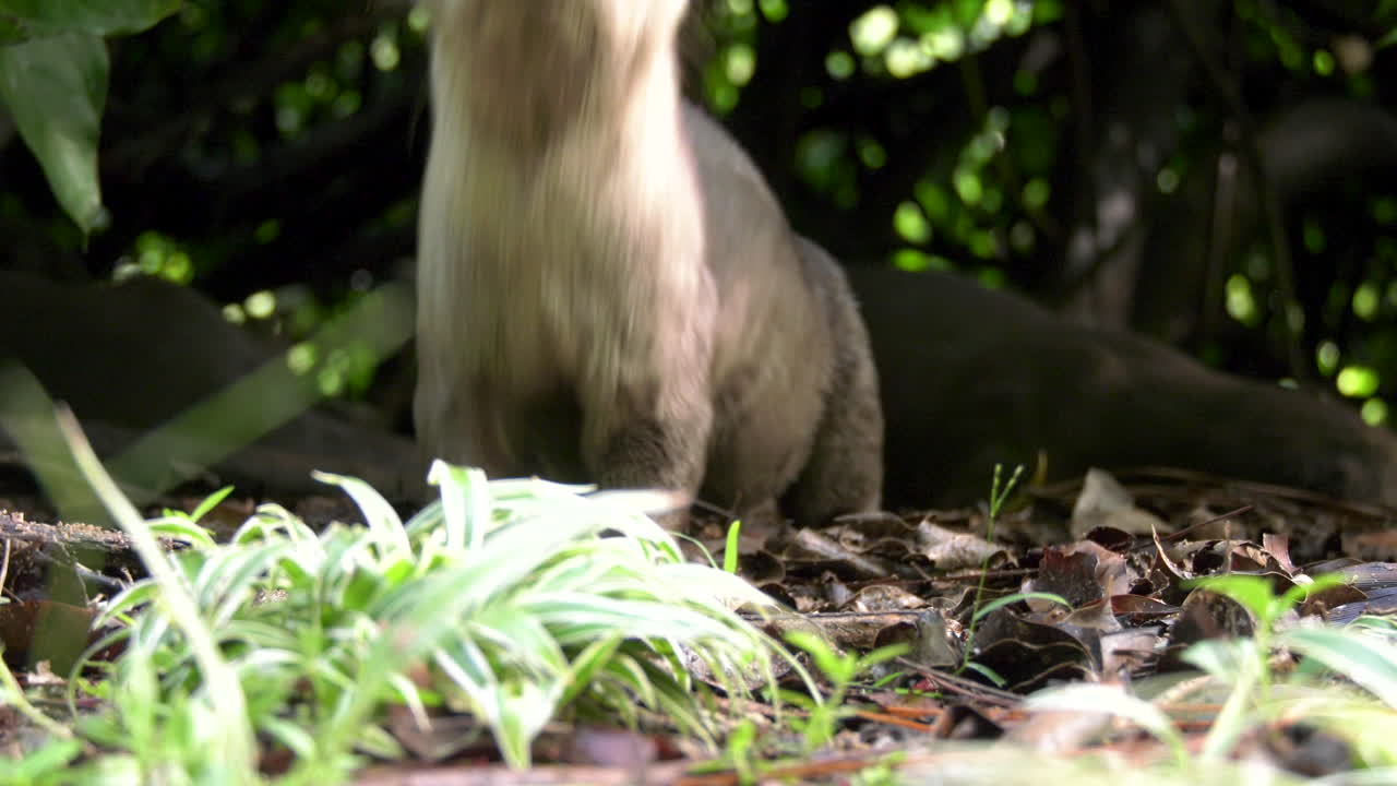 Slow Motion of an otter checking out the camera at the Singapore Botanic Gardens