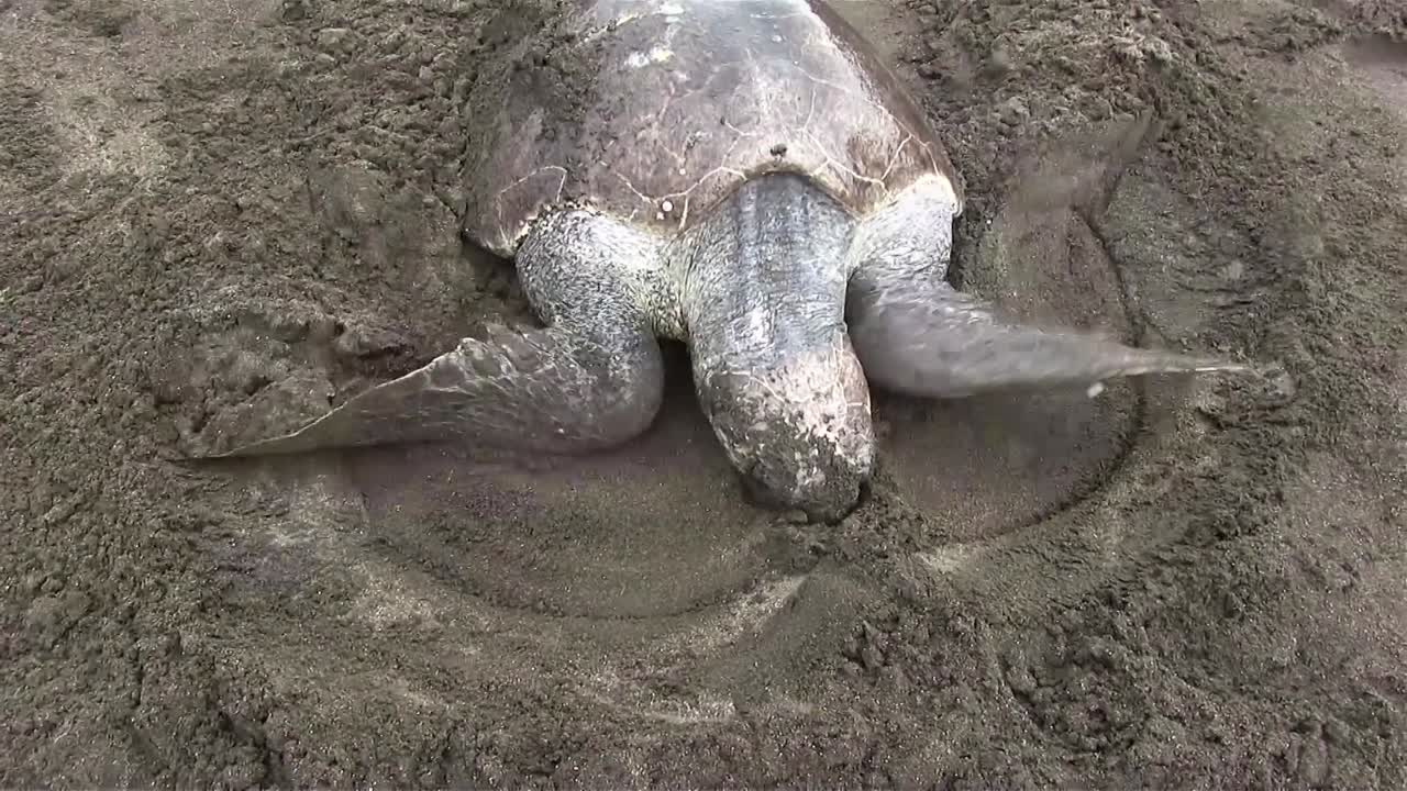 tortugas marinas lora se arrastran por una playa 1