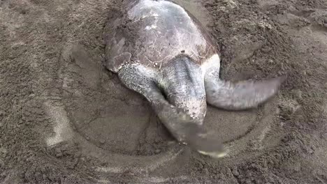 olive ridley sea turtles crawl up a beach 1