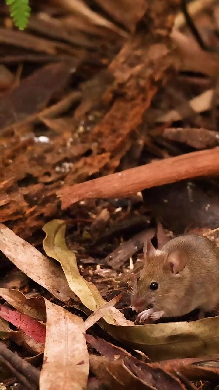 Un piccolo roditore marrone esplora e mangia tra foglie secche e ramoscelli a terra.