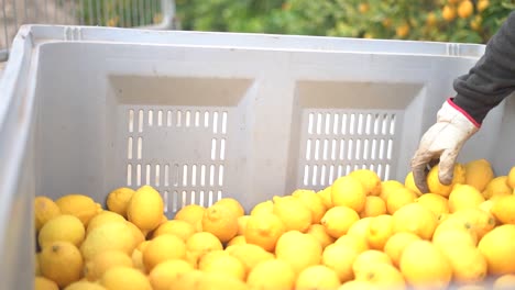 Picking-lemons-from-citrus-trees-and-farm-workers-throwing-them-from-carry-cot-into-boxes,-selecting-the-best-ones-by-hands