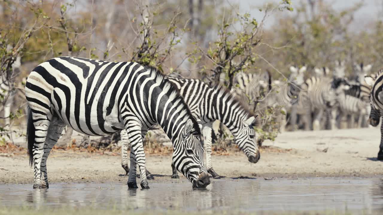 Le zebre stanno in una pozza d'acqua, fissando direttamente la fotocamera, catturando un momento sereno e iconico della fauna selvatica africana