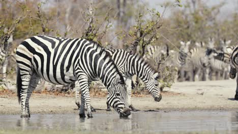 zebras stands in a waterhole, gazing directly at the camera, capturing a serene and iconic moment of african wildlife.