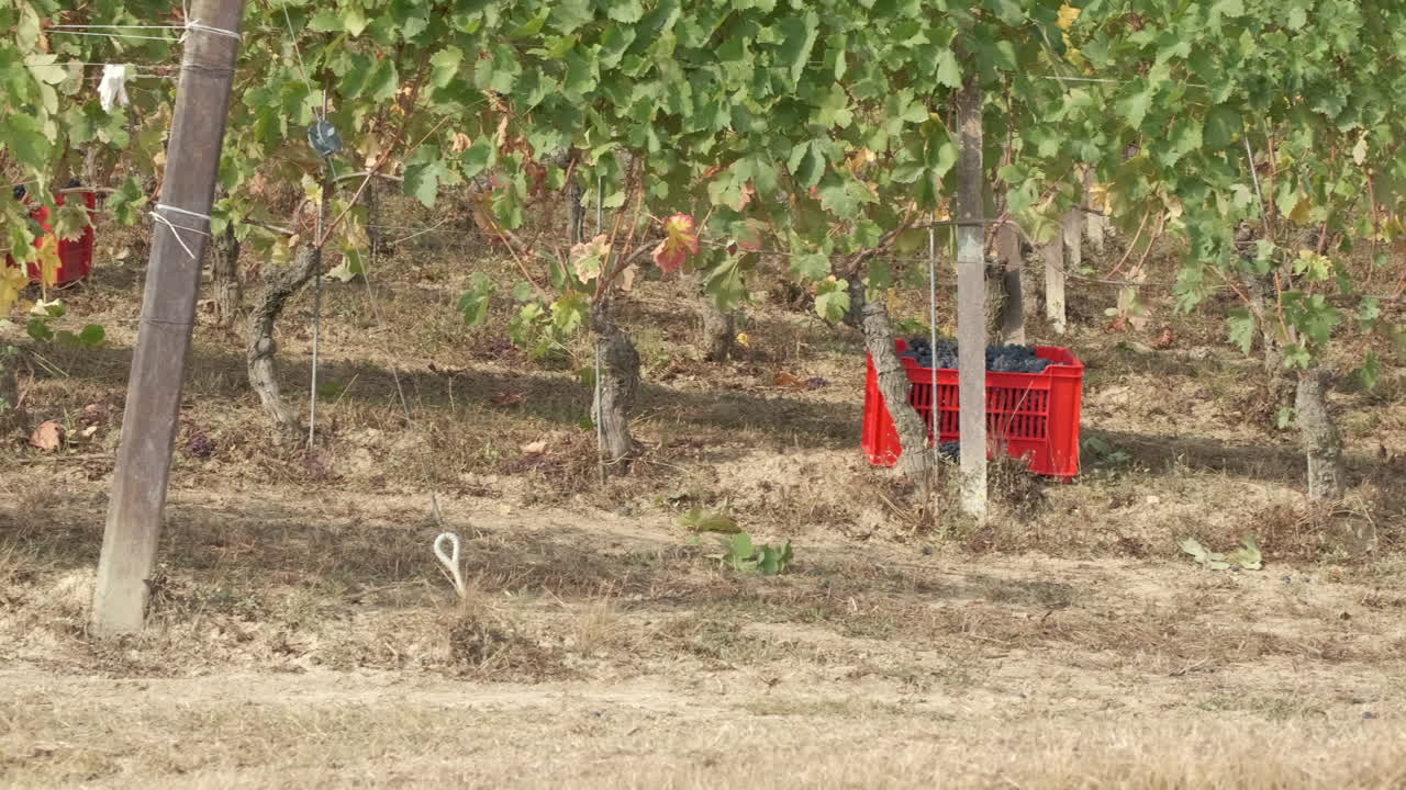 수확을 위한 포도원 재배 농업의 빨간 바구니