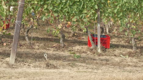 red basket in vineyard cultivation agriculture for harvest