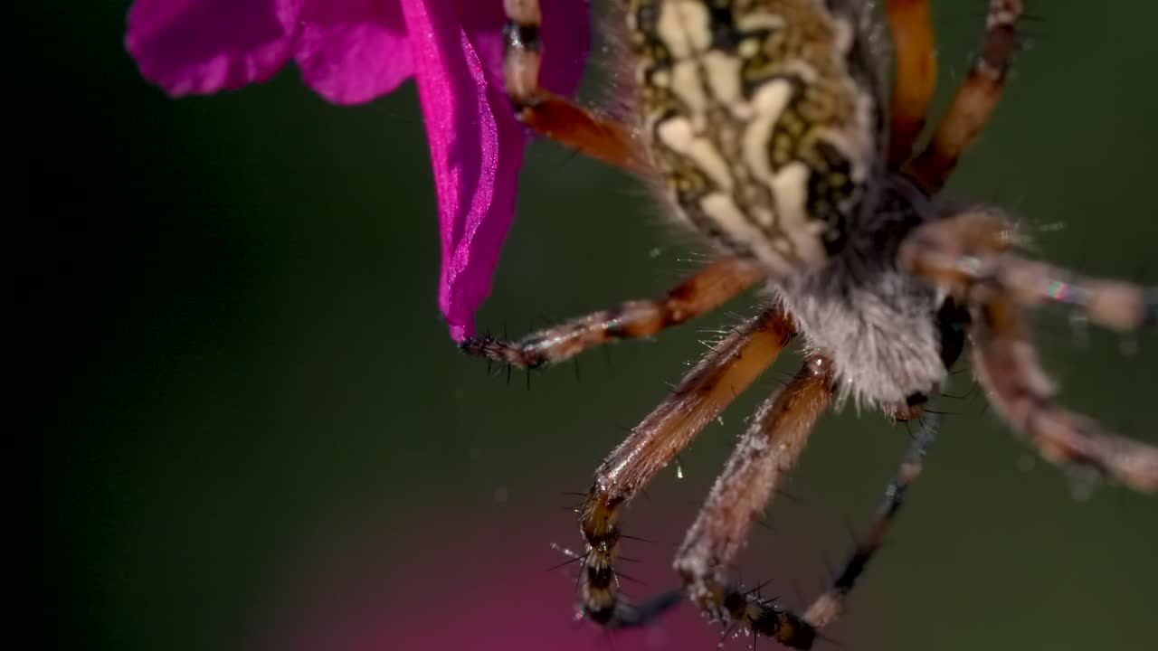 primer plano de una araña en una flor