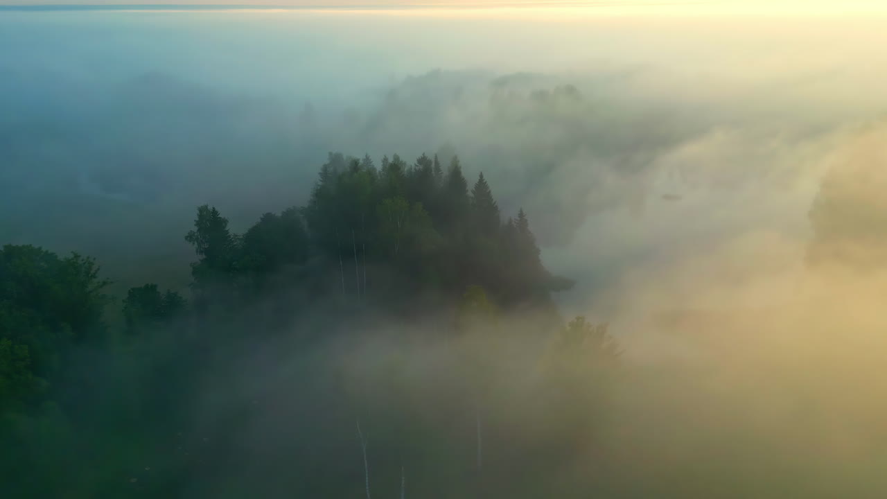 미스틱한 안개 숲의 호수를 내려다보는 언덕에 있는 공중 도 소나무