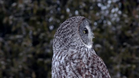 a wild great gray owl look for prey