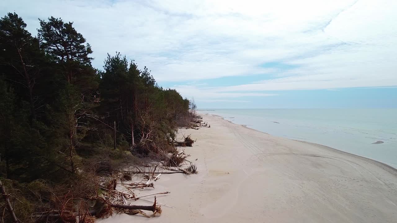 Aerial view of Baltic sea coast on a sunny day, steep seashore dunes damaged by waves, broken pine trees, coastal erosion, climate changes, wide angle drone shot moving forward