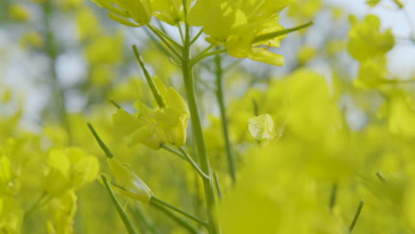 Closeup-shot-of-rapeseed-plant-with-blossoming-vibrant-yellow-flowers