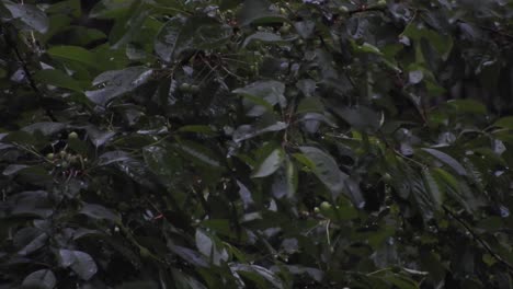 Heavy-rain-over-tall-green-trees