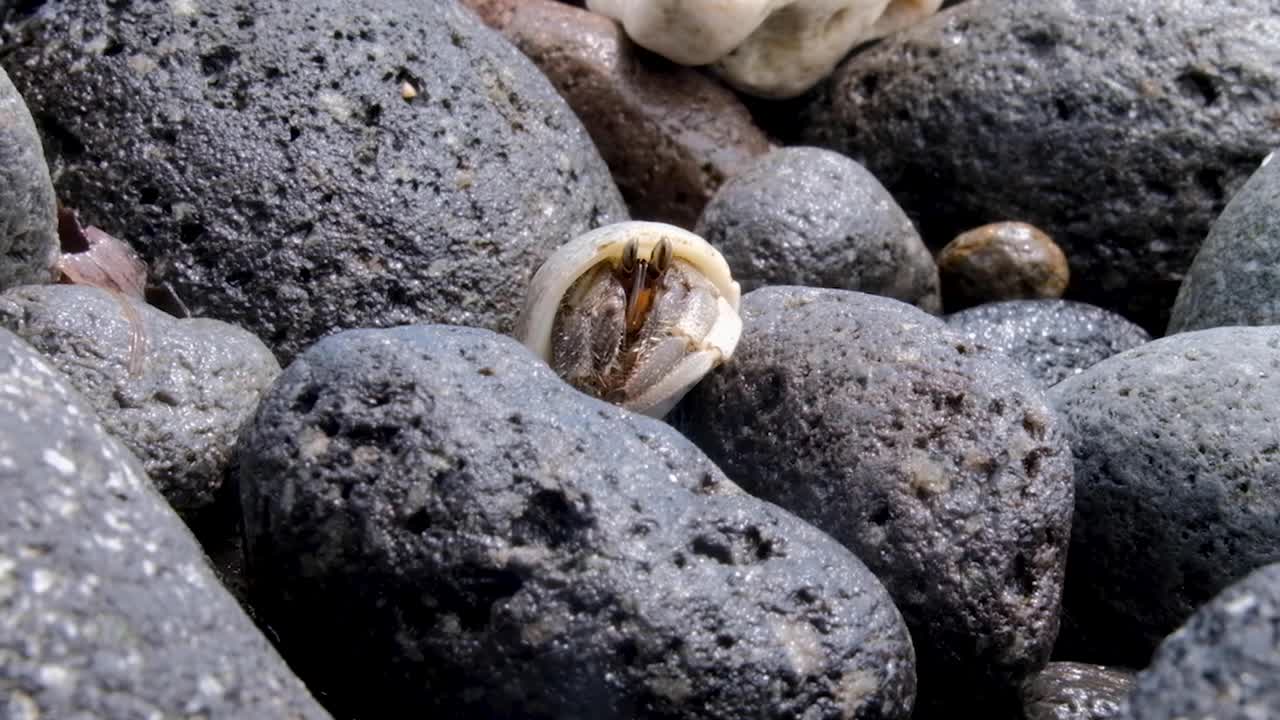 해변 의 바위 가 있는 해안선 에 있는  ⁇ 데기 에서 나온 고향  ⁇ 어리 의 가까운 모습