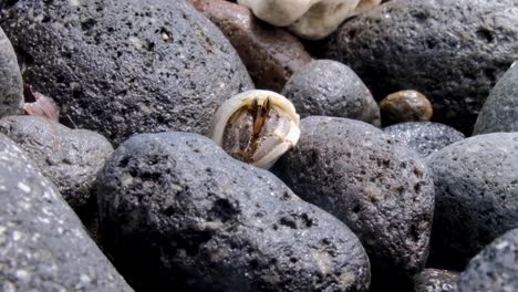 primer plano del cangrejo ermitaño saliendo de la cáscara en la costa rocosa de la playa