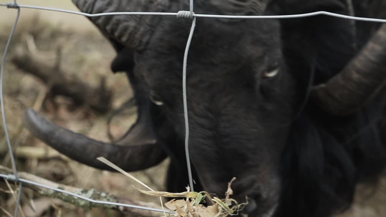큰 뿔로 풀을 뜯는 아름다운 검은 양