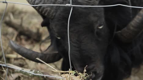 beautiful black sheep grazing with its big horns