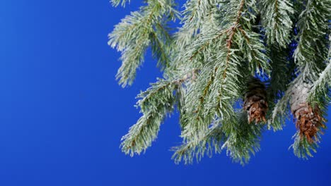 circling snow covered branches bluescreen for compositing