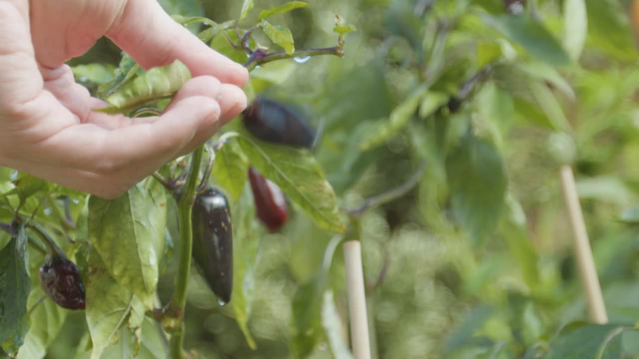 정원에서 자라는 고추를 물방울이 맺힌 채 확인하는 손