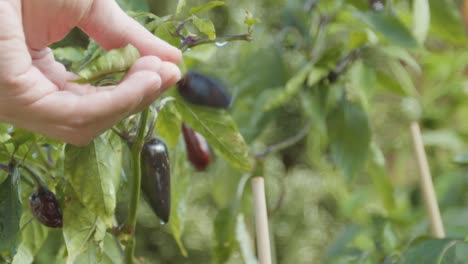 Hand-checking-a-chilli-growing-in-the-garden-with-water-droplets-on-it