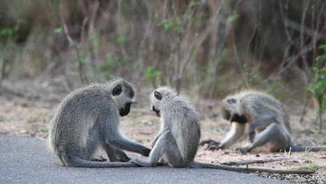 wide shot of three vervet monkeys cuddling before starting to play in kruger national park