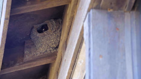 nesting cliff swallows, sometimes mistaken for barn swallows make the nest from mud high up to protect the chicks from predators