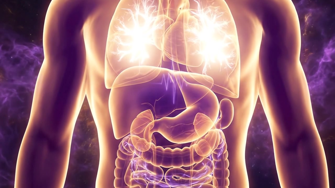 3D Animation of Human Anatomy with Glowing Internal Organs