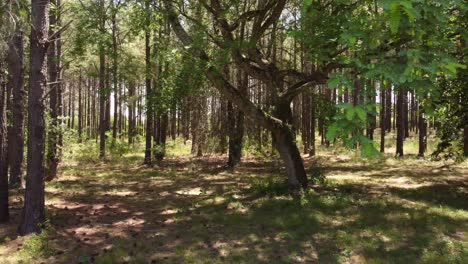 Wald-Beleuchtet-Durch-Sonnenlicht.-Perspektive-Seitwärts-Geschossen