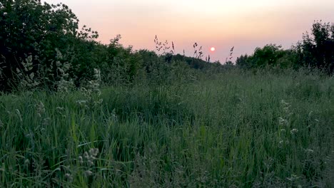 view of the pink dawn from the thicket of grass (4k 60, static)