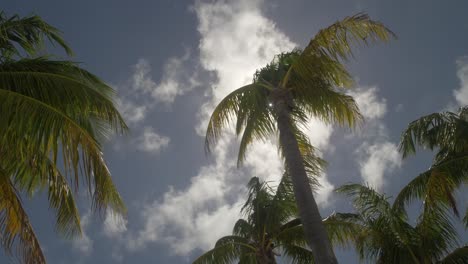 Key-West-Palmera-Cielo-Azul-Tiro-Hacia-Arriba