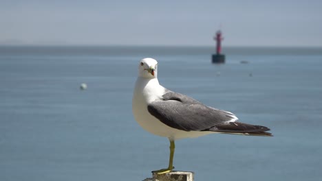 Black-tailed-Gull-Alone-In-The-Shoreline-Of-Ganghwado-Island-In-Korea-With-Calm-Sea-with-buoy-floating-Background