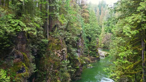 Volando-A-Través-De-La-Vegetación-De-Vancouver-En-Un-Valle-Con-Un-Río