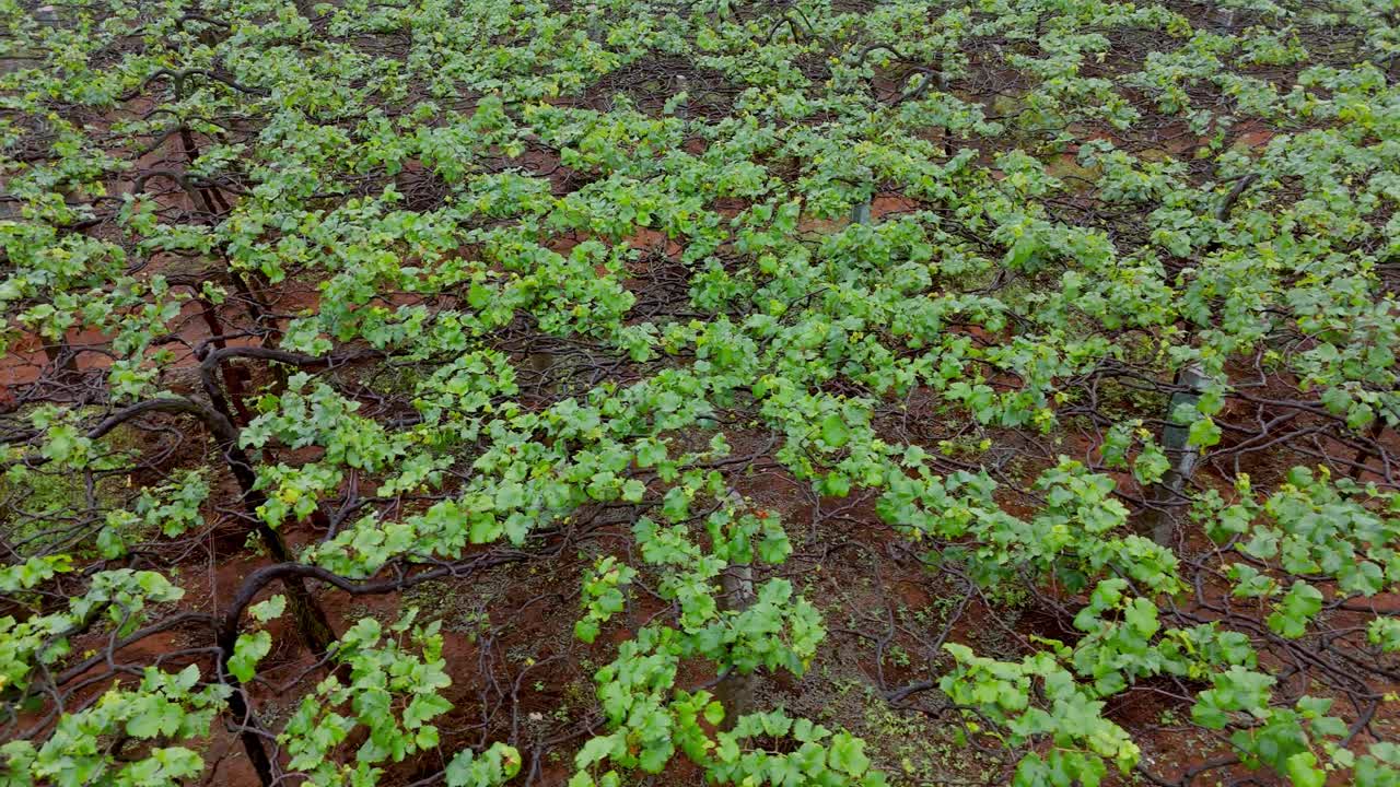 drone shot of grape farms, agricultural farm , grape leafs