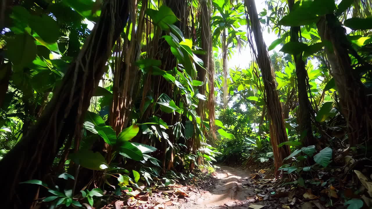Jungle Path Through Lush Rainforest