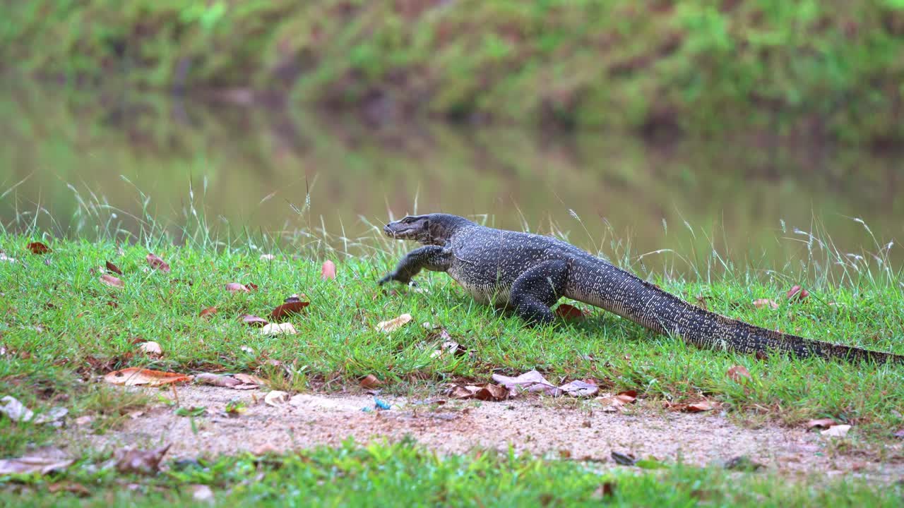 Close up shot capturing an exotic reptile species, a wild Asian water monitor, varanus salvator, flicking its blue forked tongue and slowly walking and moving towards the swamp