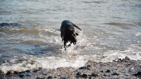 Black-Labrador-dog-comes-out-of-sea-and-shakes-off-water,-slow-motion