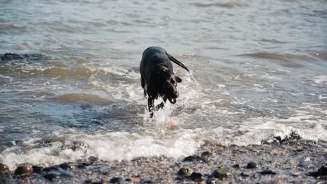 Perro-Labrador-Negro-Sale-Del-Mar-Y-Sacude-El-Agua,-Cámara-Lenta