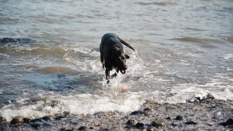 perro labrador negro sale del mar y sacude el agua, cámara lenta