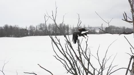 águila-Calva-Volar-Desde-La-Percha-Invierno-árbol-Super-Slomo-Antena