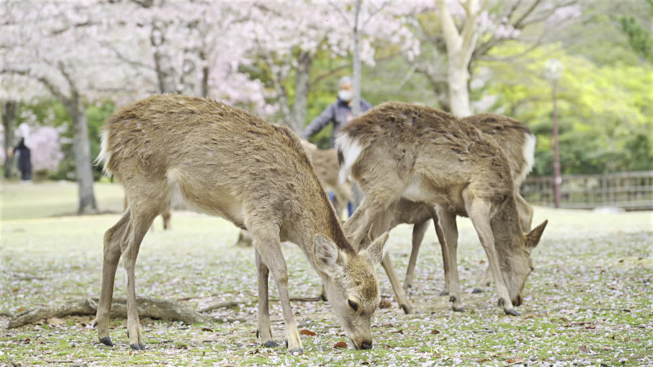 Deer peacefully grazing on the green grass covered in fallen cherry blossom petals while people stroll through the vibrant park, enjoying the beautiful spring day