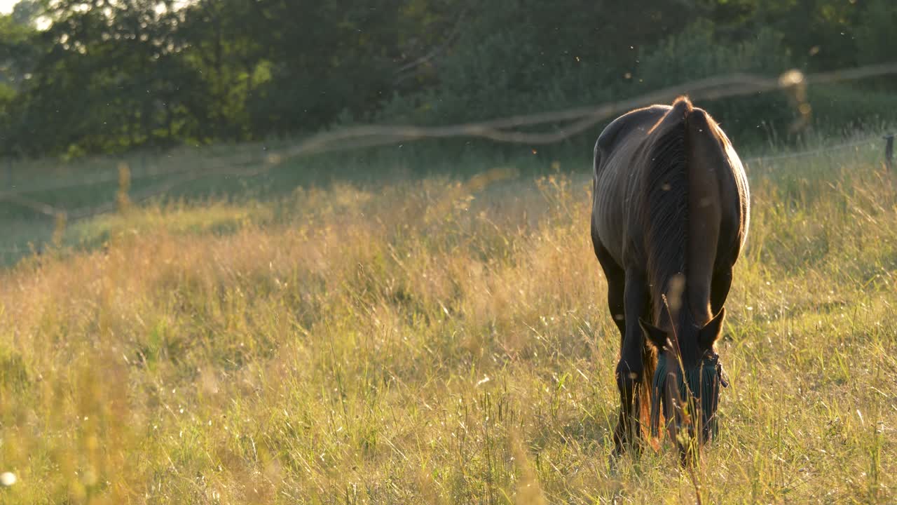 caballo pastando en un prado durante la puesta de sol