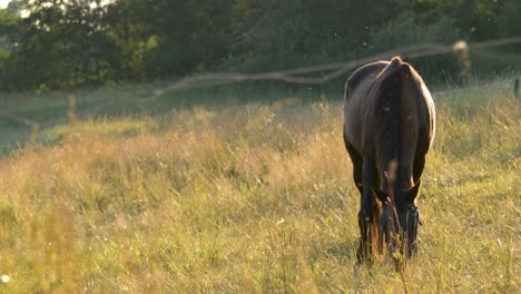 horse grazing on a meadow during sunset