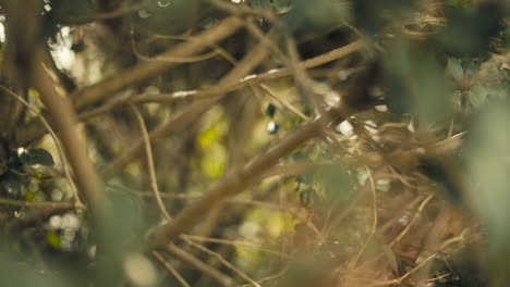 A-close-up-shot,-looking-through-the-sticks-and-branches-of-a-tall-bush,-with-strong-bokeh-in-the-background