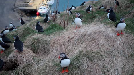 los papagaios atlánticos anidan en los acantilados junto al puerto - borgafjordur eystri, islandia oriental