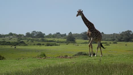 jirafa alegre caminando rápidamente por el campo verde