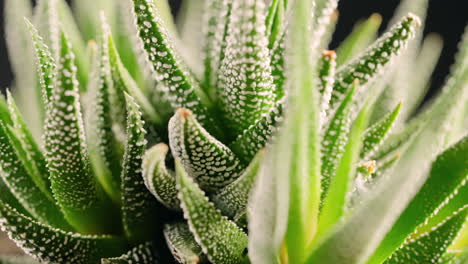 focus rack on a rotating haworthia succulent plant