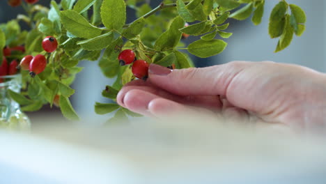 close up, woman's hands feeling rose hip fruits grown on plant at home